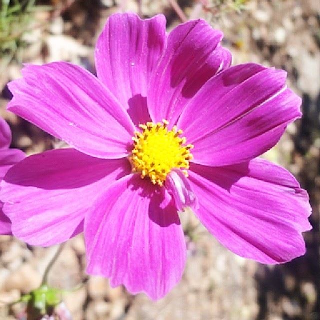 autumn flowers colorful