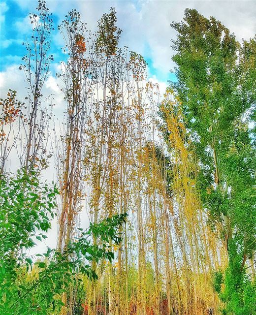  Autumn is a second  spring when every leaf is a  flower. ig_lebanon ... (Deïr Taanâyel, Béqaa, Lebanon)