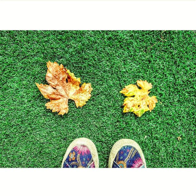 🍁Autumn🙆 lebanon autumn 2k17 faitroun grass leeves livelovelaugh... (Feitroun, Mont-Liban, Lebanon)