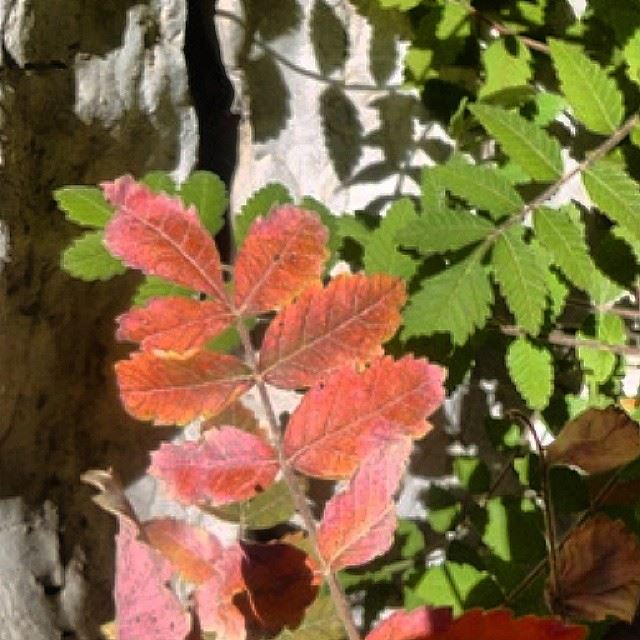 autumn red green plant nofilter