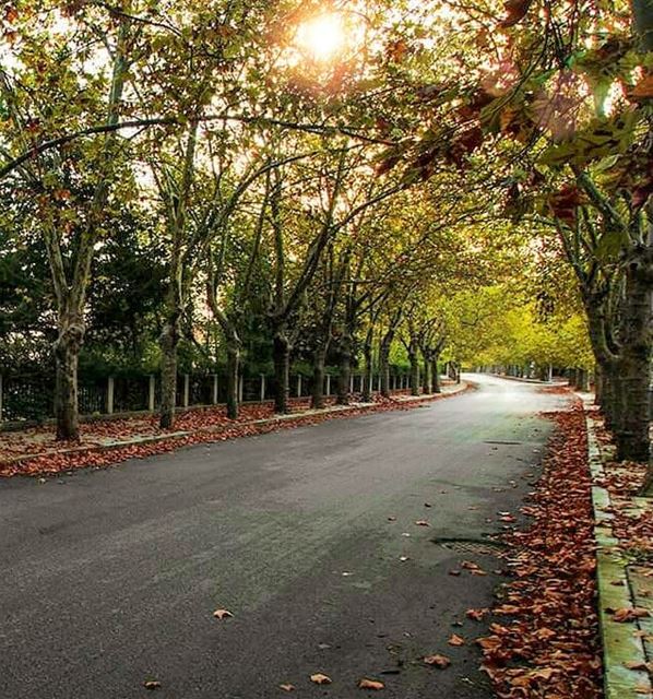 Autumn's beauty🍁🍂  sawfar  mountlebanon  lebanon  lebanontimes ... (Sawfar, Mont-Liban, Lebanon)