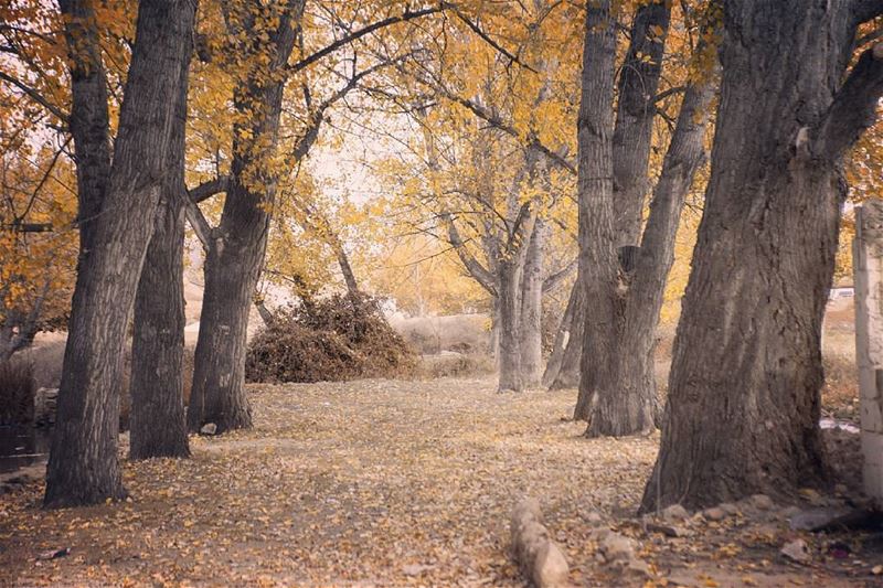  Autumn🍁 time by @atefjamalfahda Hermel  hermel_city  bekaa  lebanon ... (El Hermel, Béqaa, Lebanon)