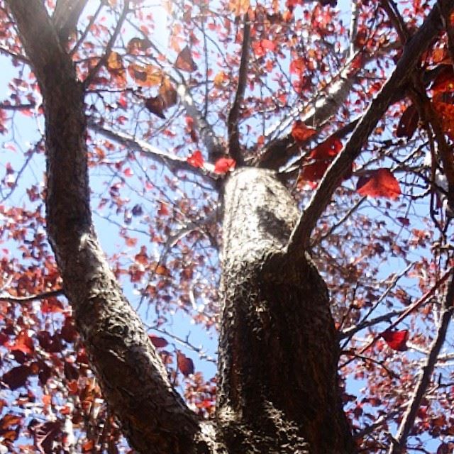 autumn trees redleaf skynofilter (Tarchich)