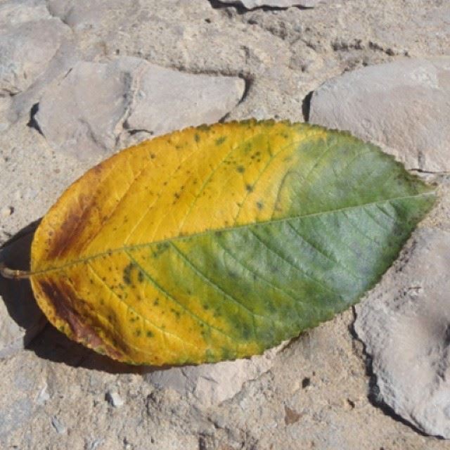 autumn yellow green leaf  nofilter