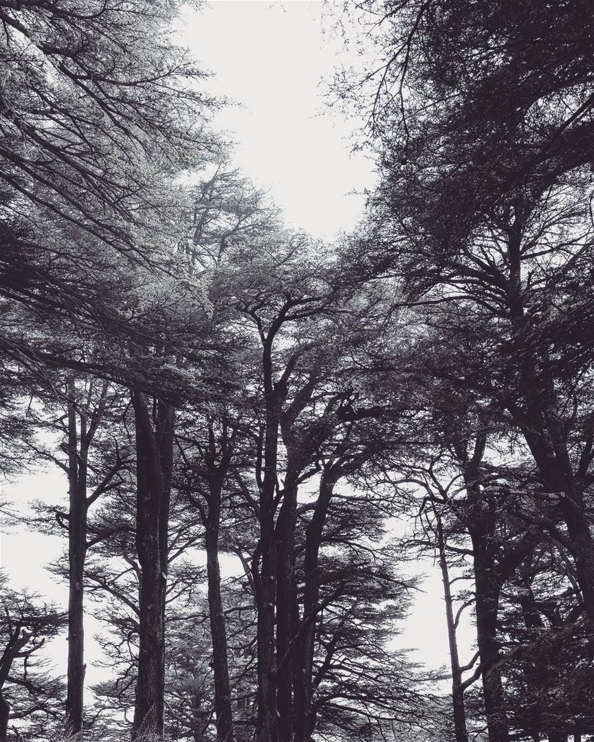 Away.  Cedars  Tree  Nature  Beauty ...