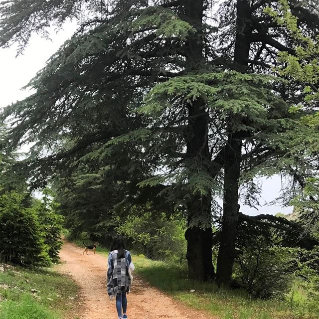 Away from the city🍃🐕 (Al Shouf Cedar Nature Reserve)