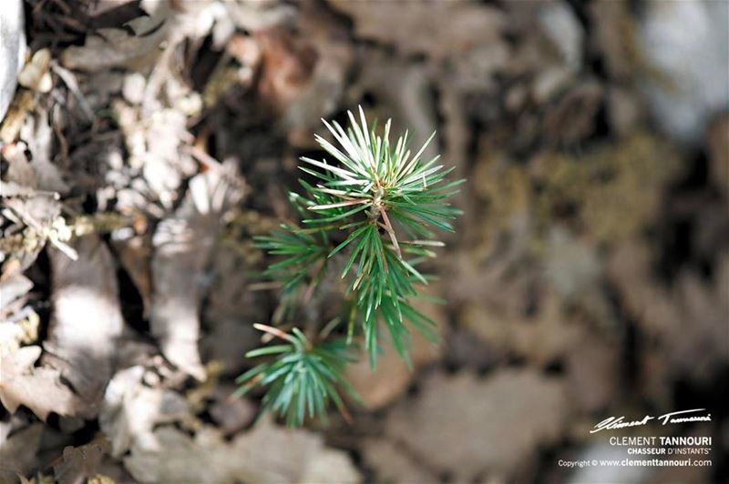 Baby Cedar🌲Good Morning ☀️🌈 livelovechouf  livelovebarouk ...