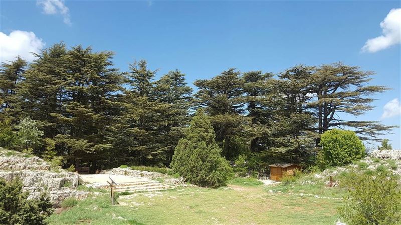  batroun  tannourine  cedar  forest  nature  reserve  bebatrouni  lebanon ... (Tannourine Cedars Nature Reserve)