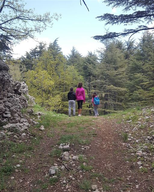  batroun  tannourine  hiking  cedar  forest  nature  reserve  bebatrouni ... (Tannourine Cedars Nature Reserve)