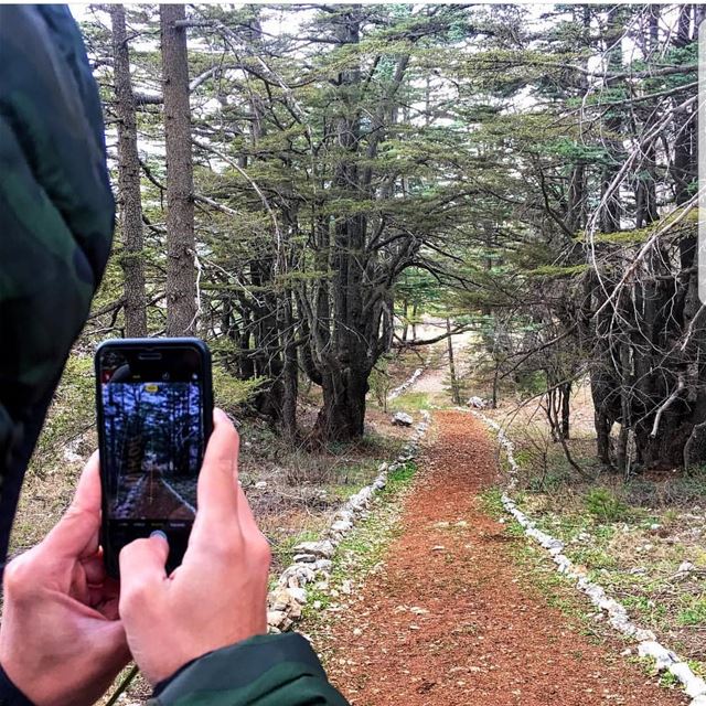  batroun  tannourine  reserve  forest  cedars  nature  bebatrouni  Lebanon... (Tannourine Cedars Nature Reserve)