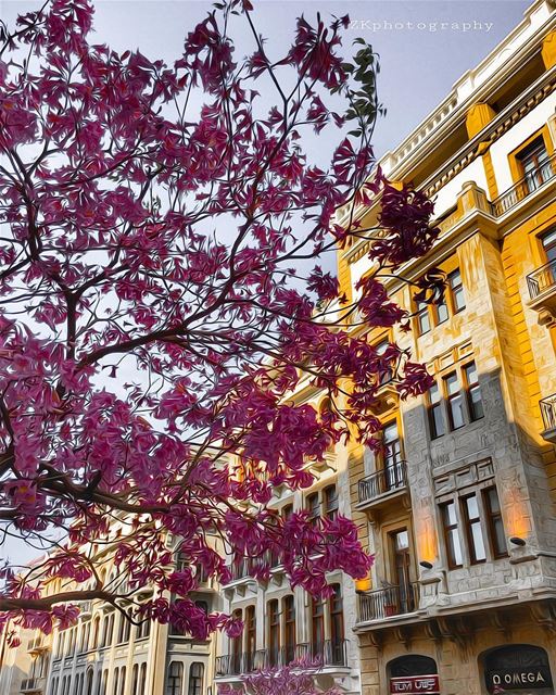 Beautiful Beirut Spring 🌸 • insta_lebanon  ig_lebanon  lebanon_pictures... (Downtown Beirut)