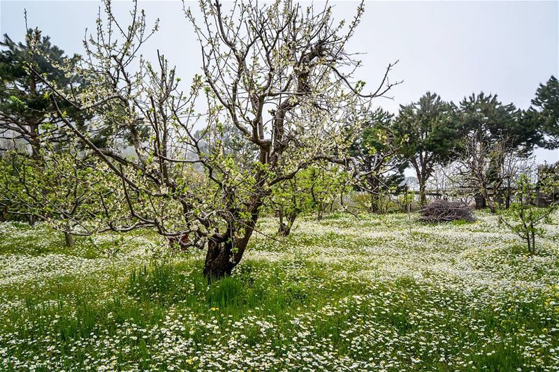 .Beautiful carpets of blossom. Spring in Qornael, Lebanon. Evening dear... (Qarnayel)