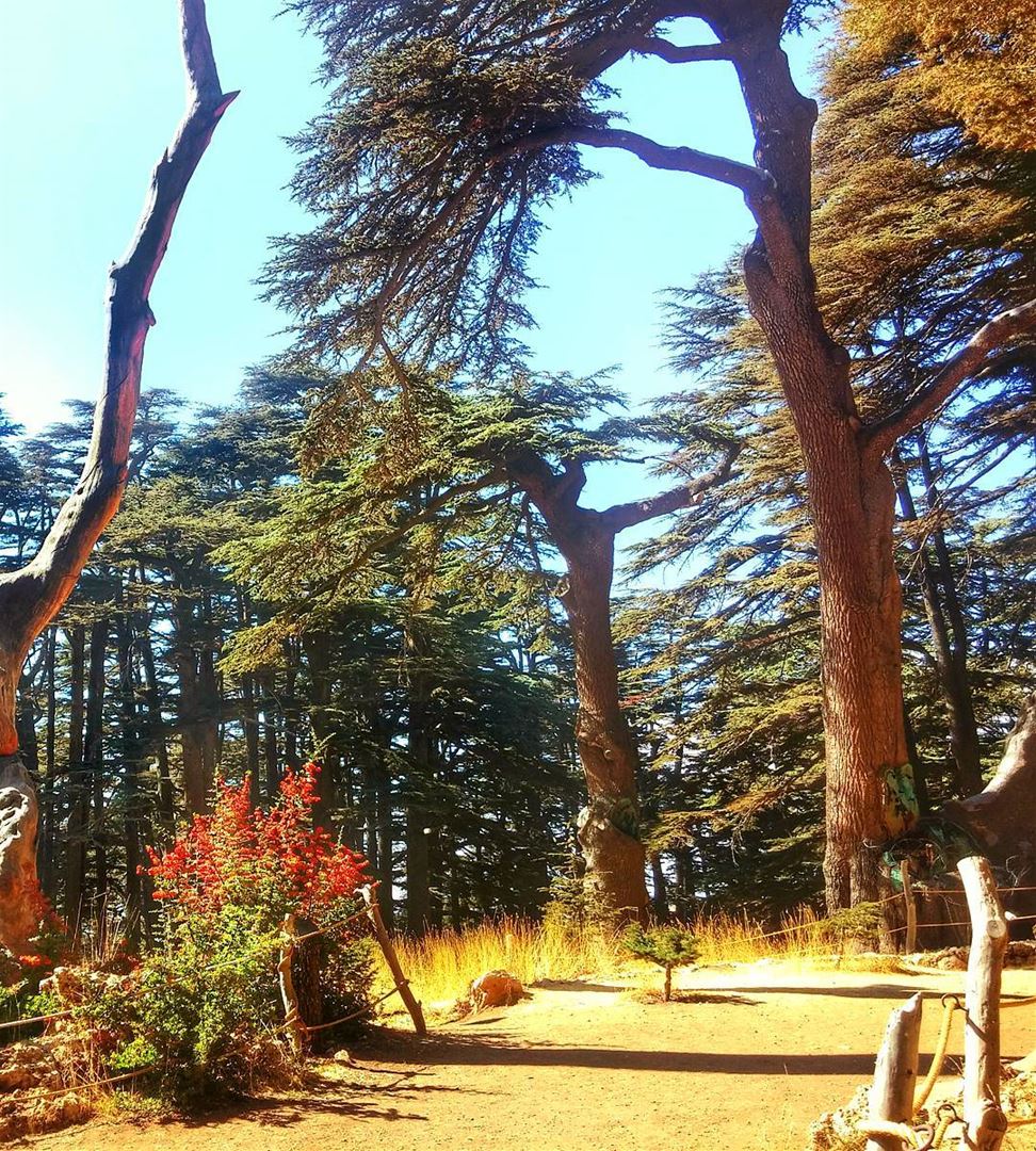 Beautiful Cedars ❤ lebanon  nature  naturelovers  natureporn  landscape ... (The Cedars of Lebanon)