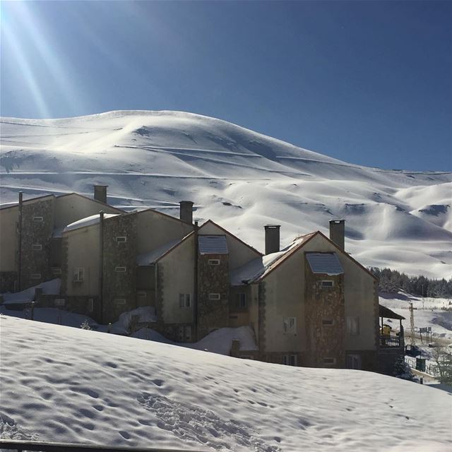  beautiful  cedarsofgod ... (Cedars of God)