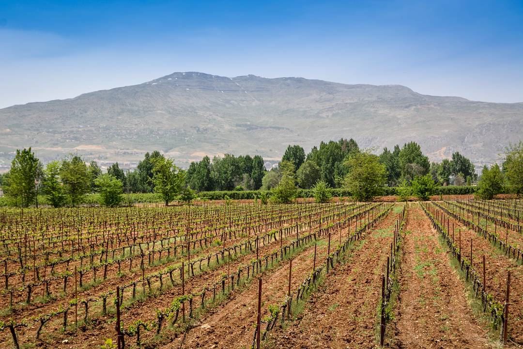 .Beautiful grape Yards and mount Knaisseh as seen from Taanayel. Bekaa➖➖➖ (Deïr Taanâyel, Béqaa, Lebanon)