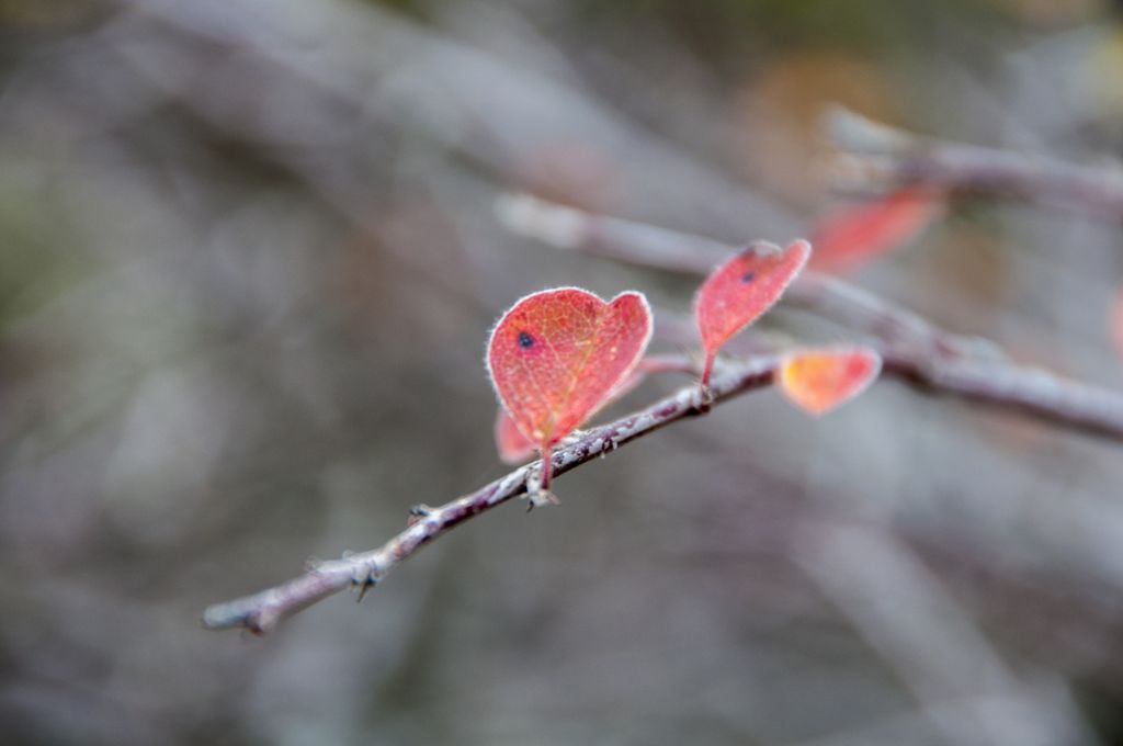 Beautiful Heart Shaped Leaves