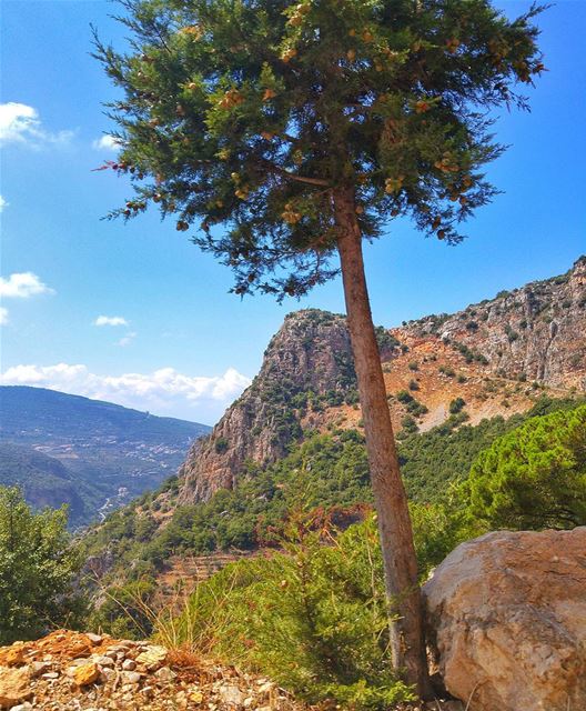 Beautiful nature 🌲 lebanon  nature  naturelovers  natureporn  landscape ... (Zgharta)
