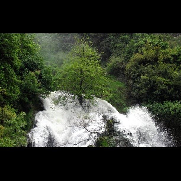 Beautiful tree in the middle of the waterfall  green  tree  waterfall ...