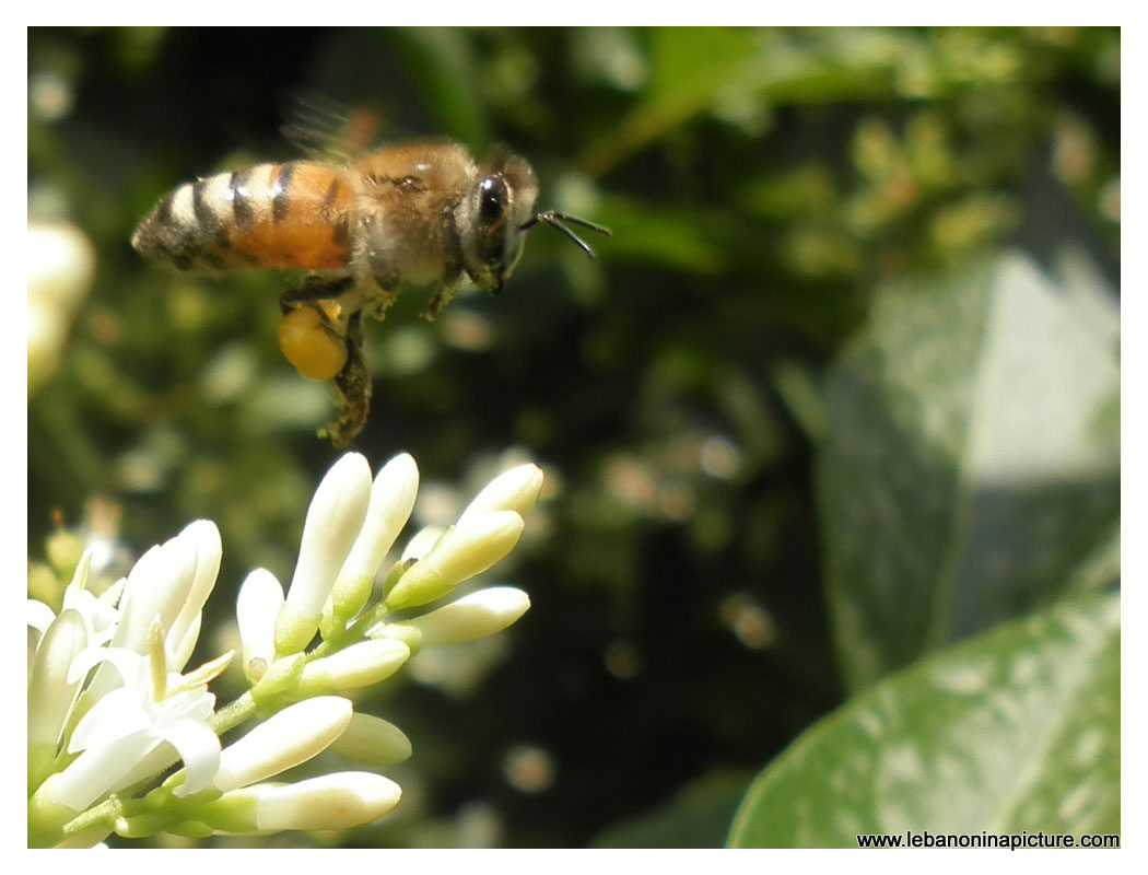 Bee Carrying Pollen