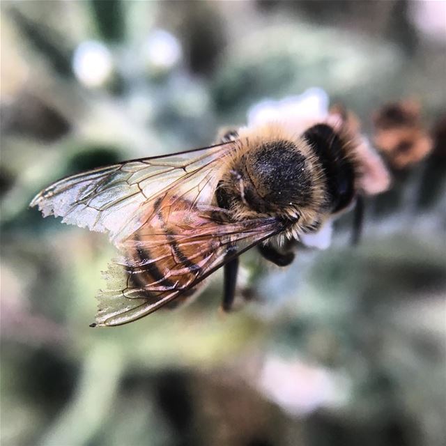  bee  insect  nature  lebanon  summer  zoom ...