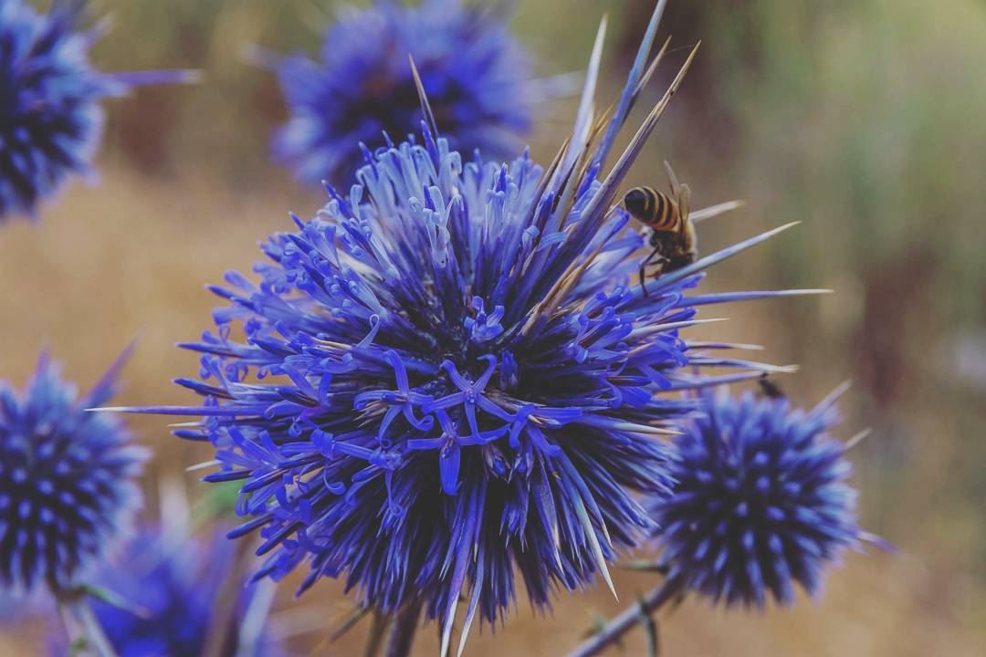 Bee__________________________________________... (Lebanon)