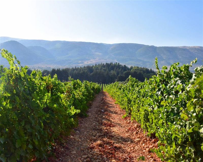 Beer Is Made By Men , Wine By God 🍇🍷 (Kefraya Bekaa)