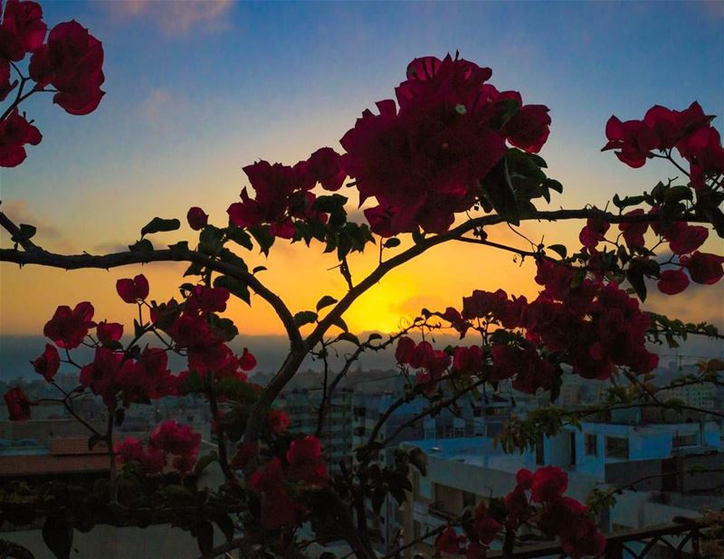  beirut sunset sunshine nature landscape flowers spring lebanon_hdr... (Beirut, Lebanon)