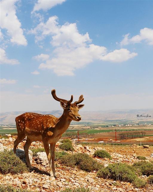 🦌 bekaa  aana  westbekaa  deer  view  bekaavalley  clouds  bluesky  sky ... (Aâna, Béqaa, Lebanon)