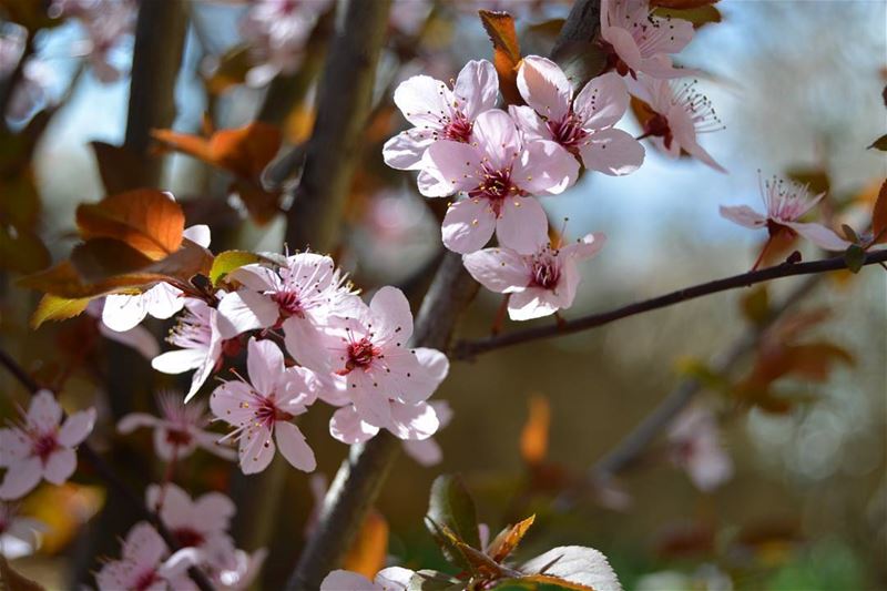 .Bekaa spring 2017 | we're finally back. Sorry for the long time without... (Saghbin, Béqaa, Lebanon)