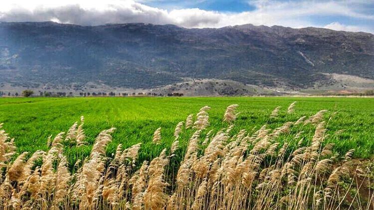 🌾🌾🌾🌾 (Bekaa Valley)