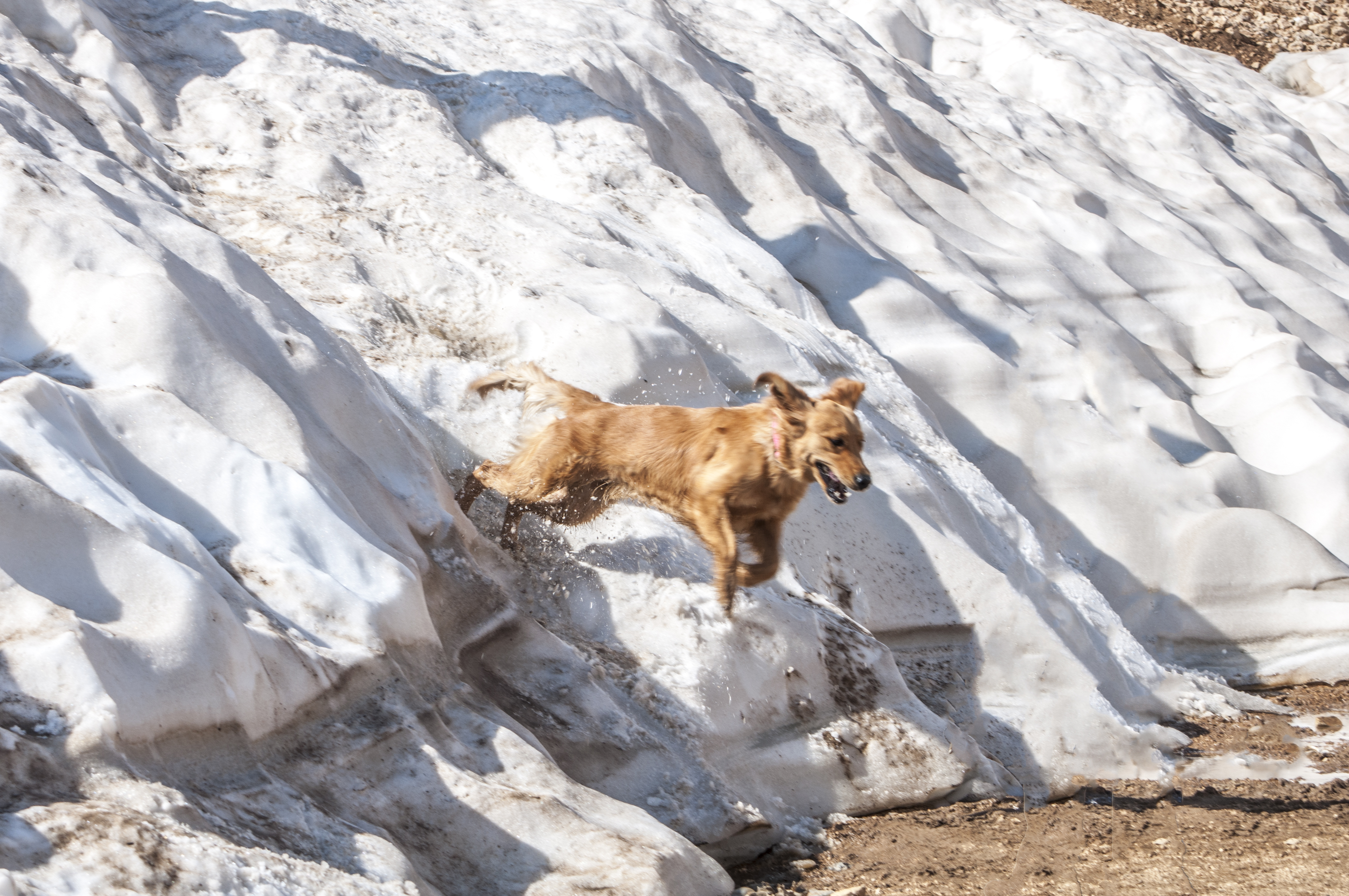 Bella Jumping on Snow (Black Peak)