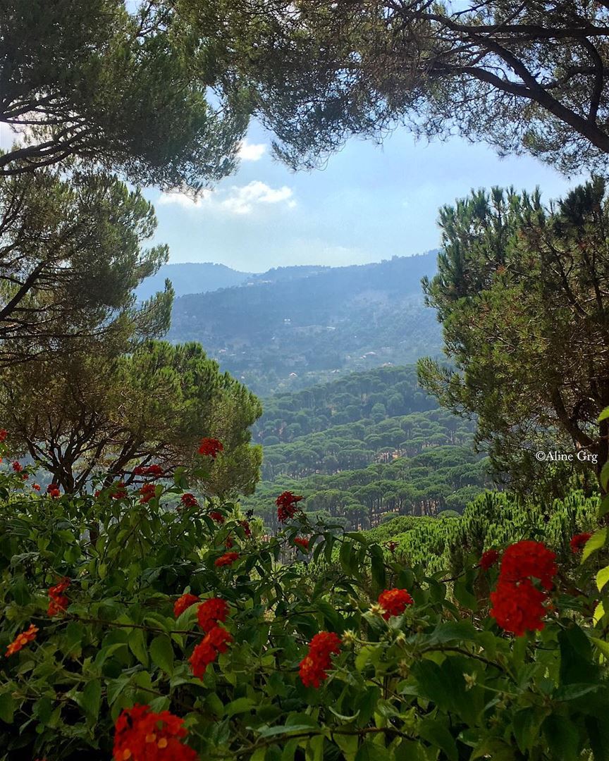 “Between every two Pine trees there is a door leading to a new way of... (Bkasin, Al Janub, Lebanon)