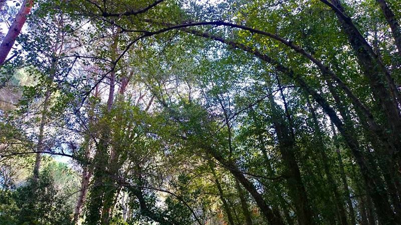 “Between every two pines is a doorway to a new world.” ― John Muir... (Bkâssîne, Al Janub, Lebanon)