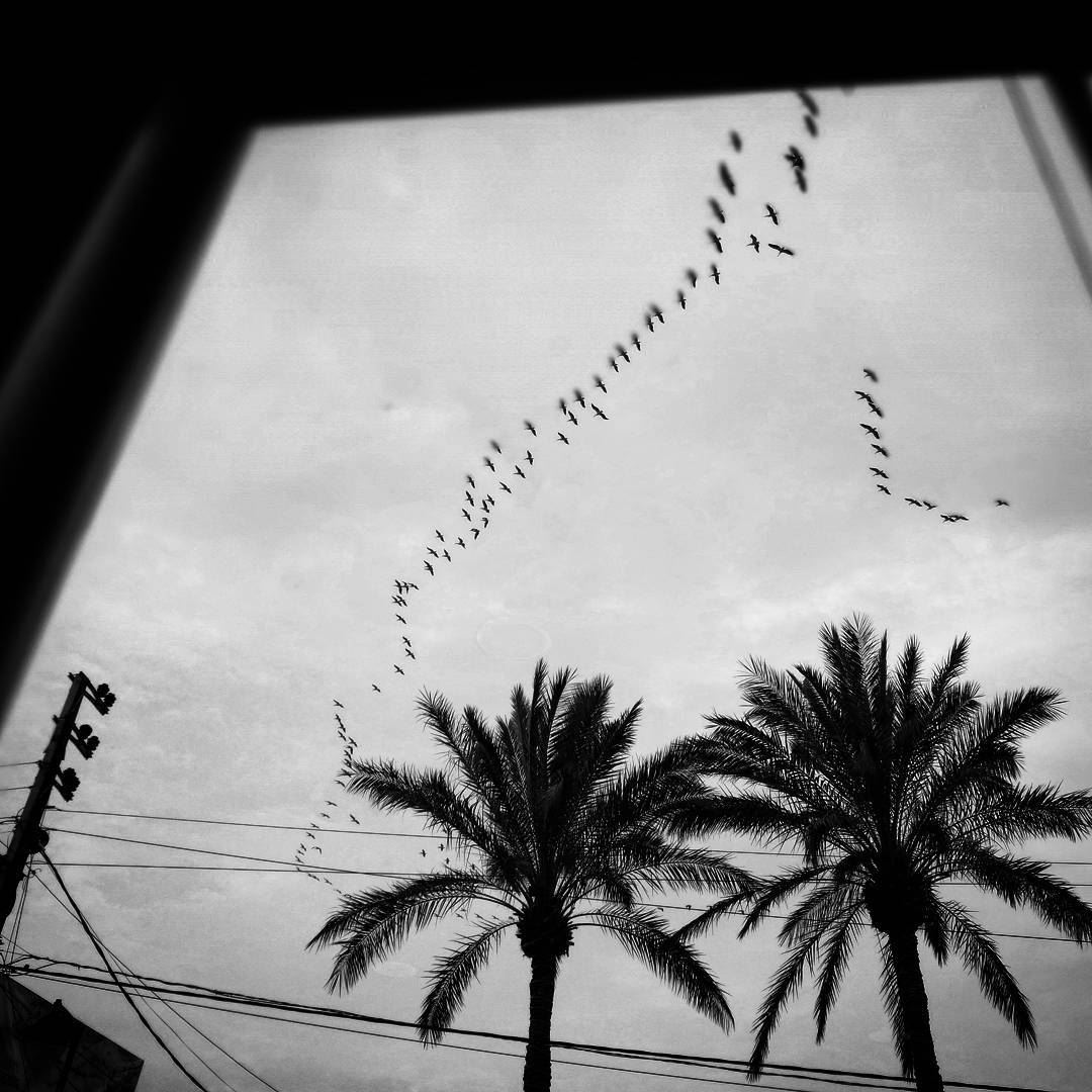 Birds on the fly -  ichalhoub in  Batroun north  Lebanon shooting ...