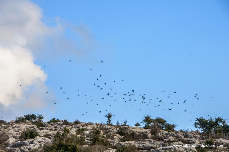 Birds (Yaroun, South Lebanon)