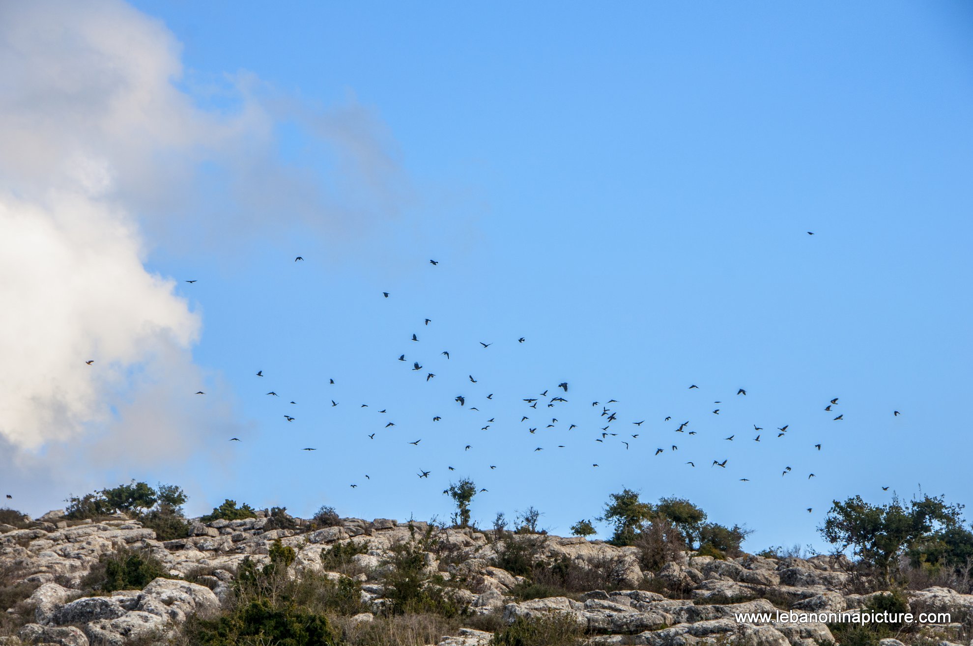 Birds (Yaroun, South Lebanon)