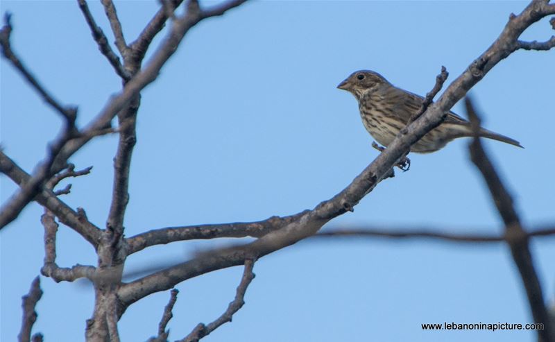 Birds (Yaroun, South Lebanon)