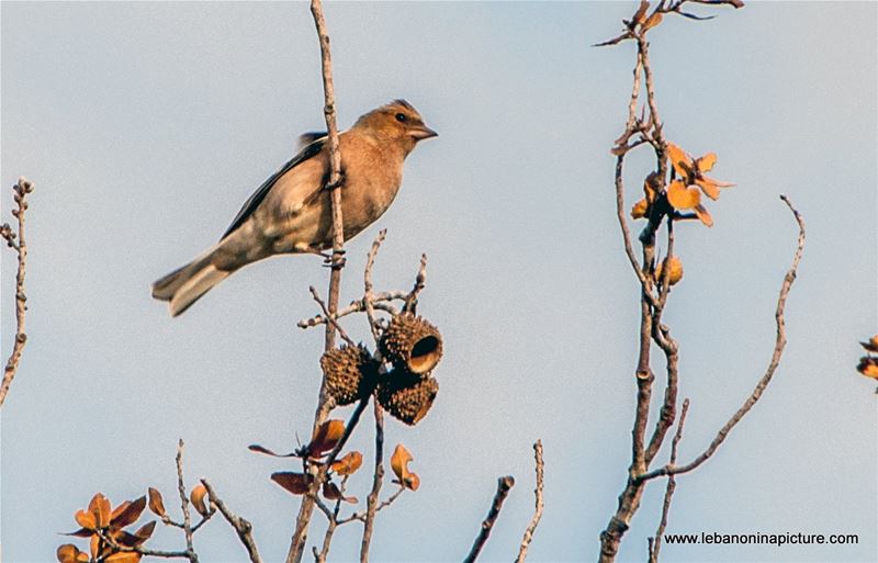 Birds (Yaroun, South Lebanon)