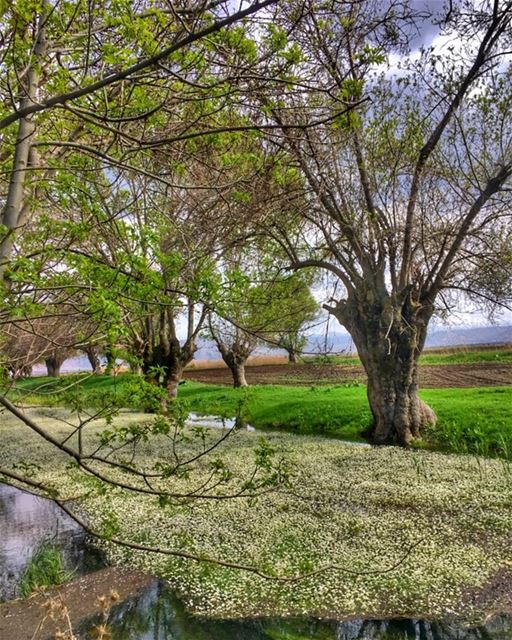 Bl🌼🌼m Spring 🌸 (`Ammiq, Béqaa, Lebanon)