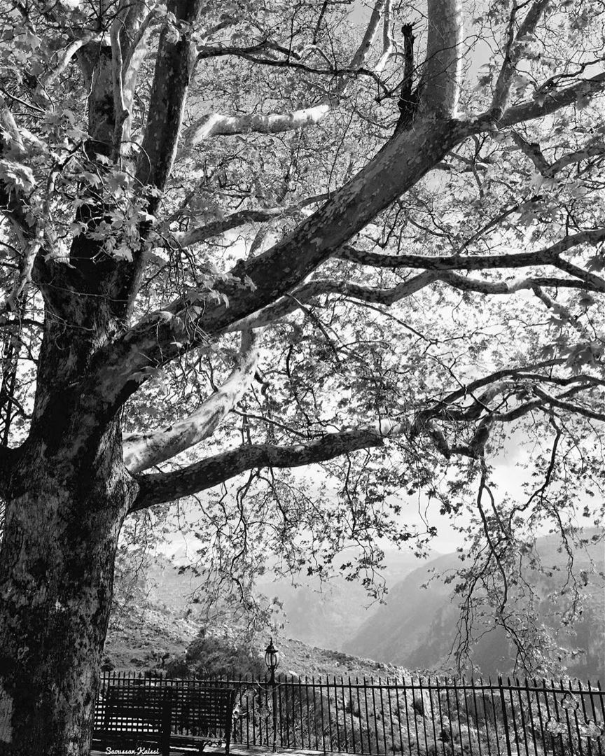  blackandwhite  monochrome  landscapephotography  beautiful  tree...
