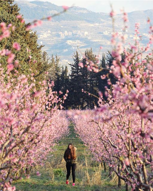 Bloom wherever you're planted 🌸 (Khirbet Qanafâr, Béqaa, Lebanon)