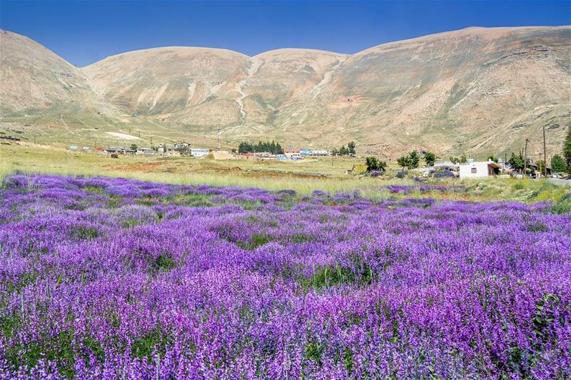 .Blooming heaven - Al Arz Lebanon. This photo was taken at 27-6-2017.... (El Arz, Liban-Nord, Lebanon)