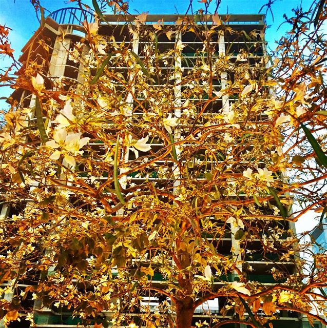 Blooming trees make nature more beautiful, while man makes it worse with... (Beirut, Lebanon)