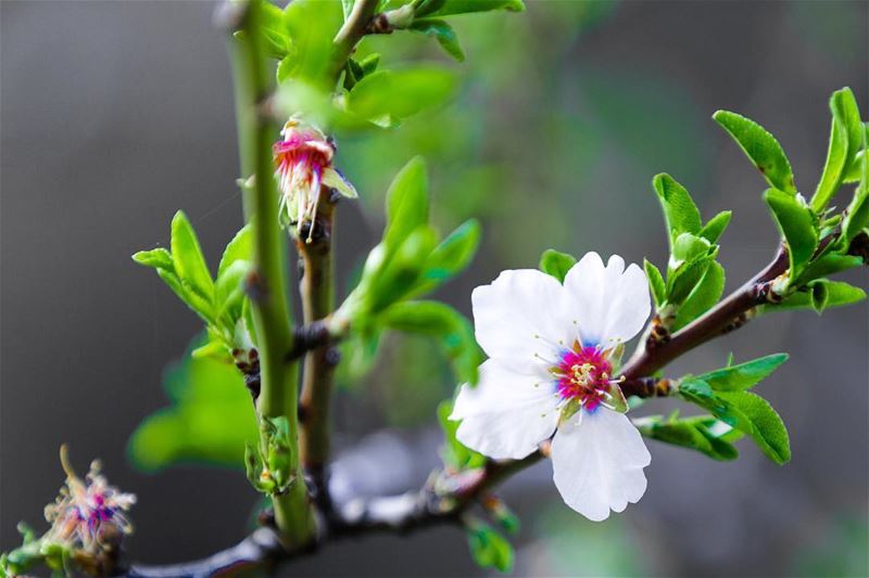 Blossom by  blossom the  spring begins. 🌸🌼🌺 (Tannurin At Tahta, Liban-Nord, Lebanon)