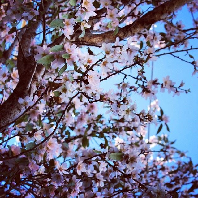  blossom  tree  flowers  spring  white  southlebanon  lebanon  sky ...