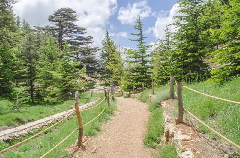 Bonjour 😊😊.............. Lebanon  livlovelebanon ... (Cedars of God)