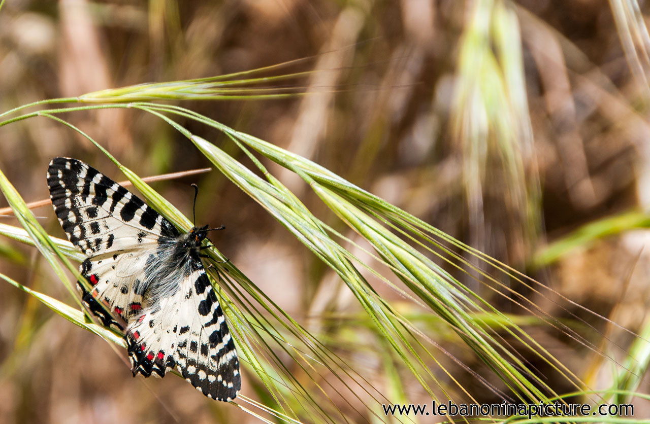 Butterfly in Janet Qartaba