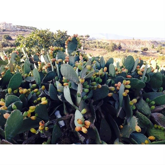 Cactus fruit❤️😍. simplyaroun