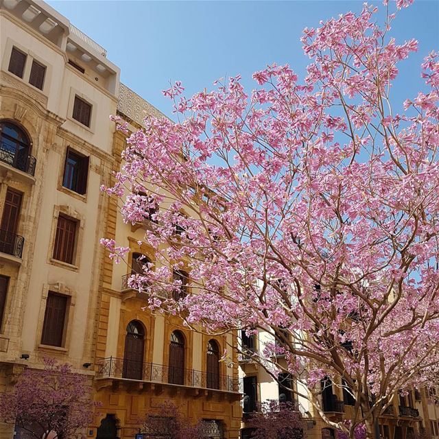 Can't get enough of the  Beirut spring travel  lebanon  beyrouth  liban ...