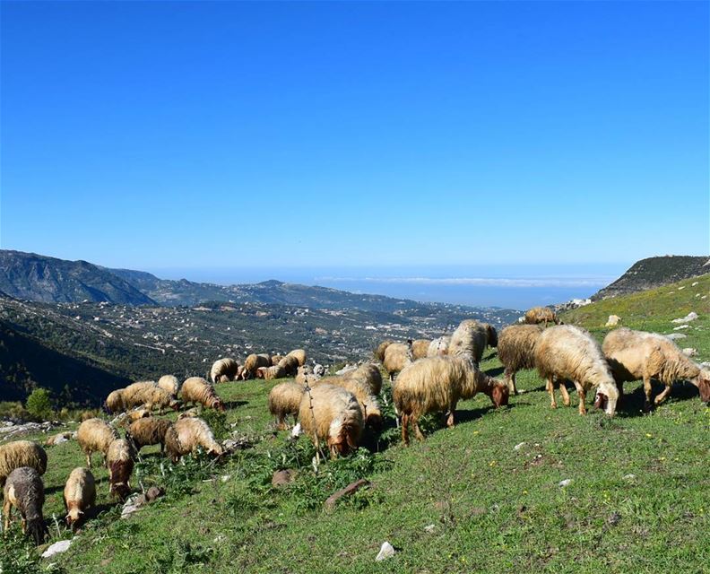 Can't Sleep ?! Count The Sheep 🐑 (Ehmej, Mont-Liban, Lebanon)